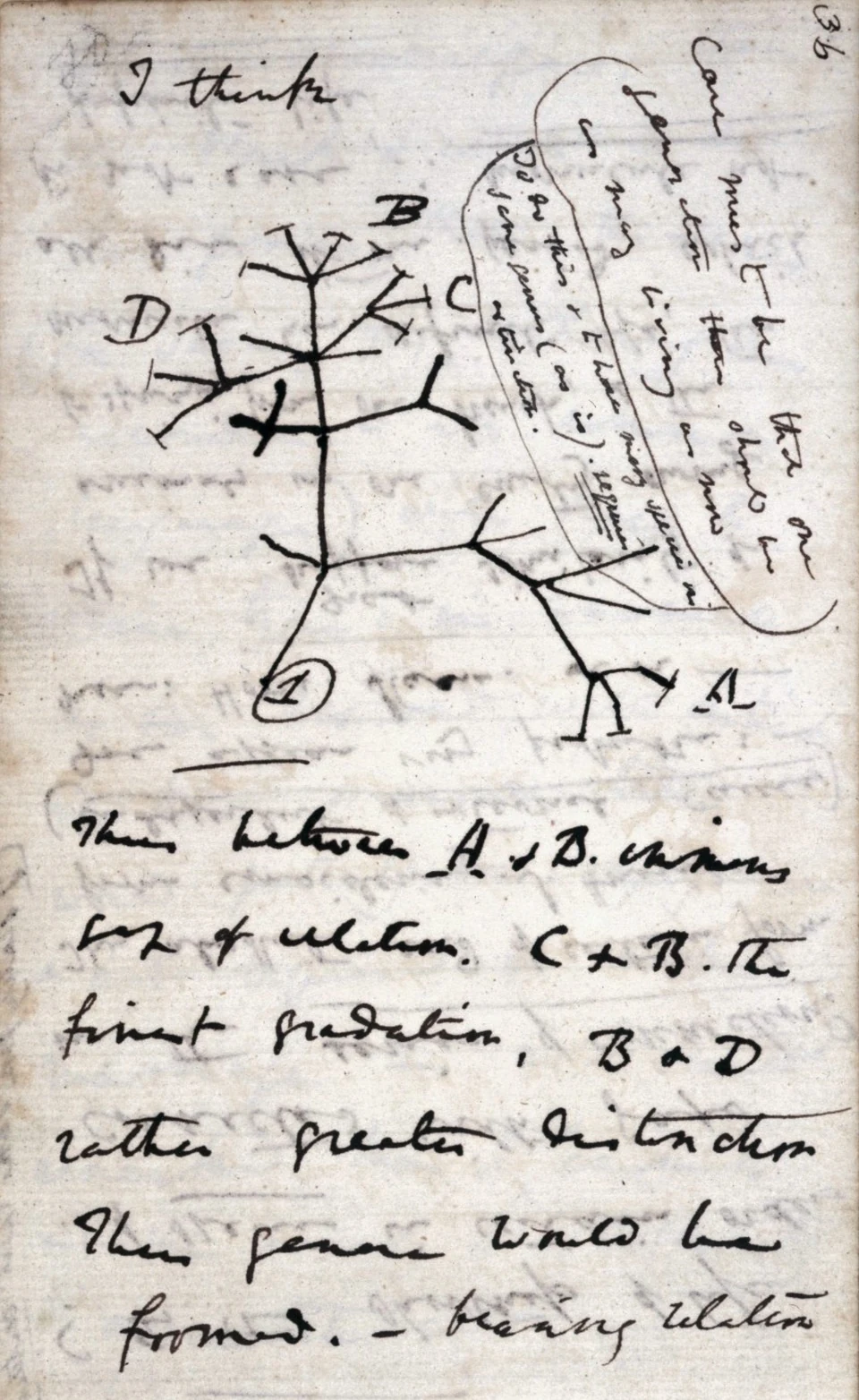 “I think”: evolutionary tree notebook page; Charles Darwin, 1837