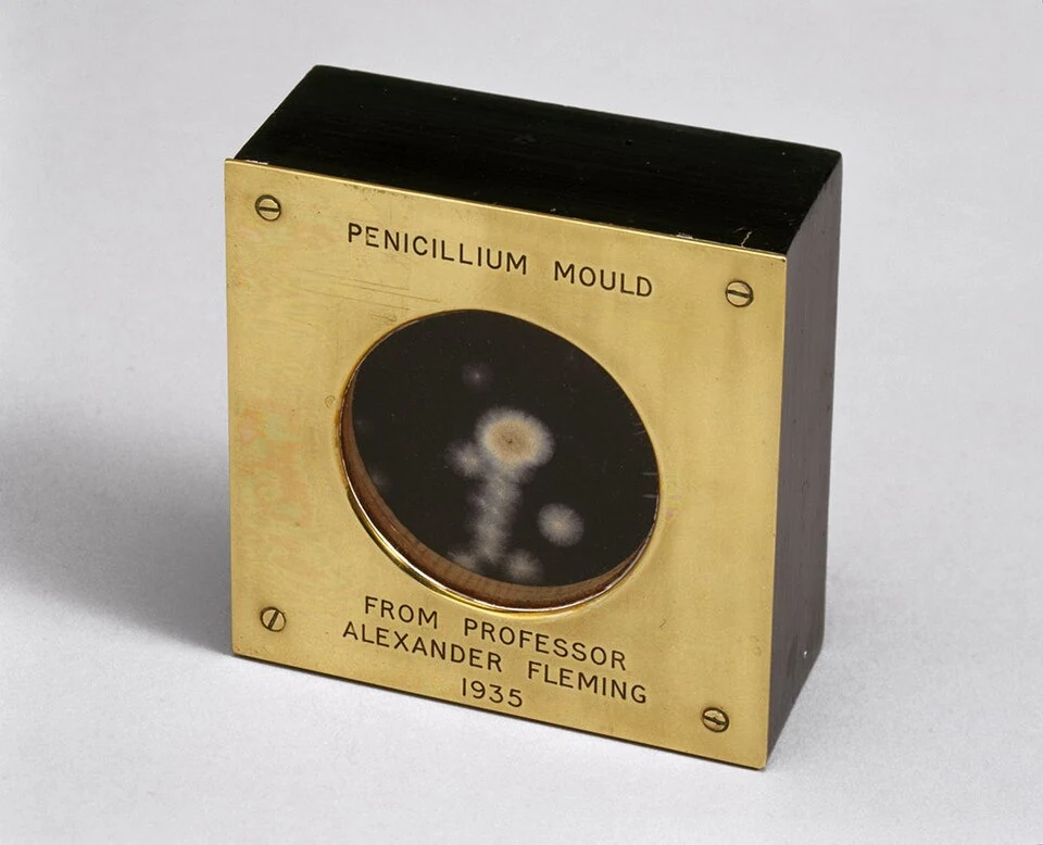 Penicillin mould given by Fleming to Macleod